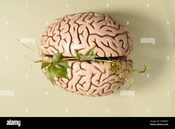 Artificial Intelligence and Brain Health: How AI Is Revolutionizing the Human Mind